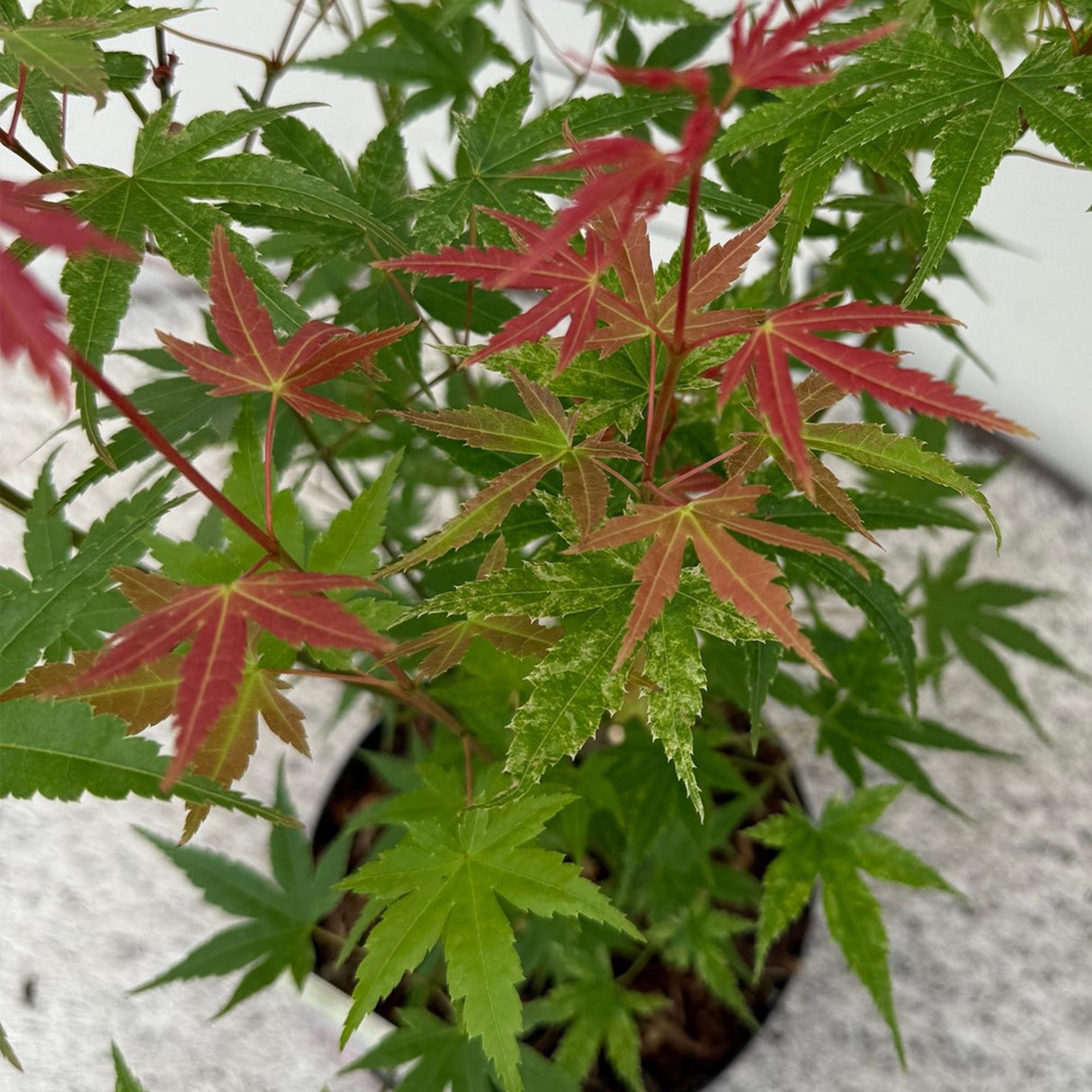 Acer palmatum Phoenix x2