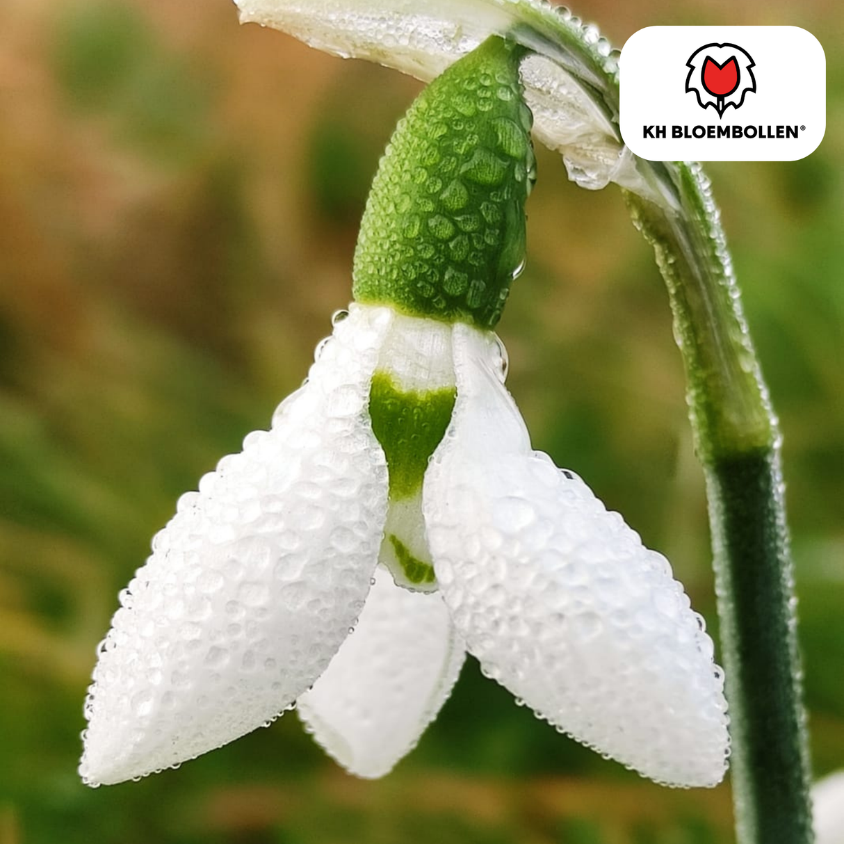 Sneeuwklokjes 30 stuks