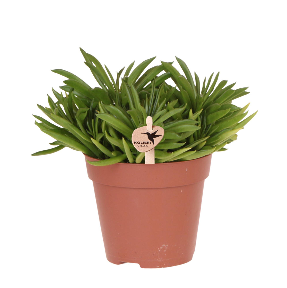 Green indoor plant - Succulent Happy Beam - pot size Ø12cm - fresh from the grower