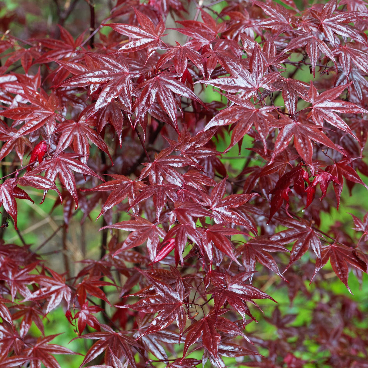 Acer palmatum Bloodgood x2