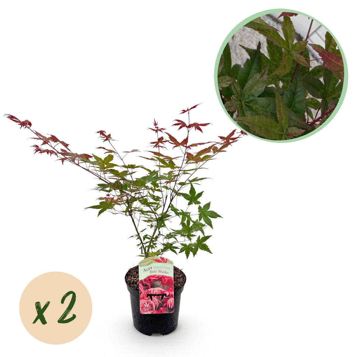 Acer palmatum Beni Maiko x2