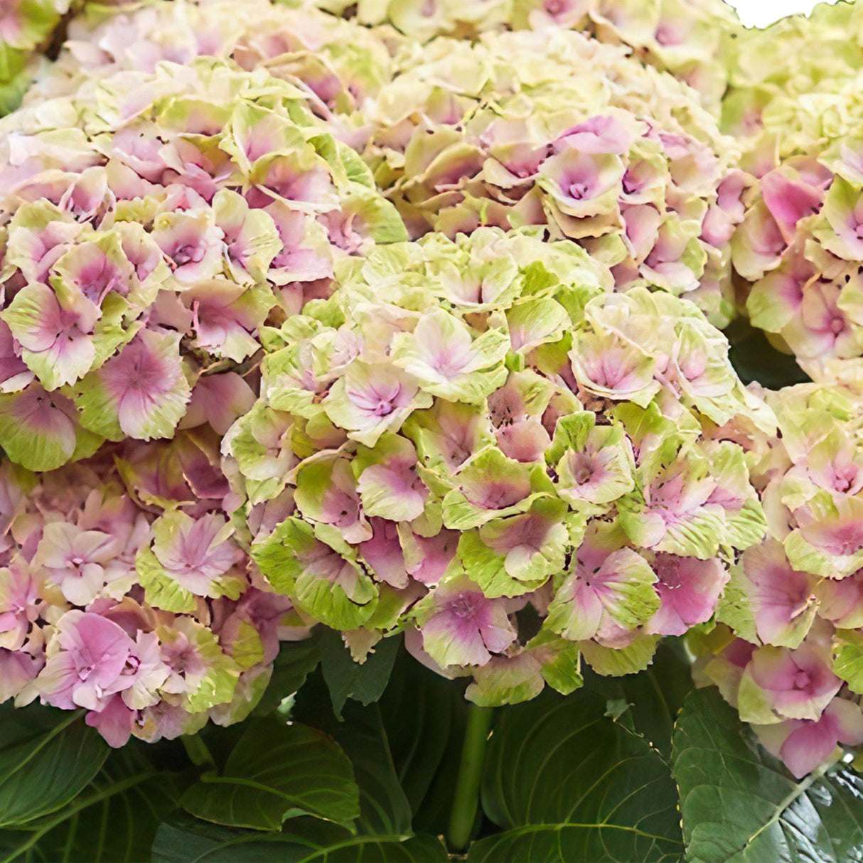 Hydrangea Magical Jewel Pink