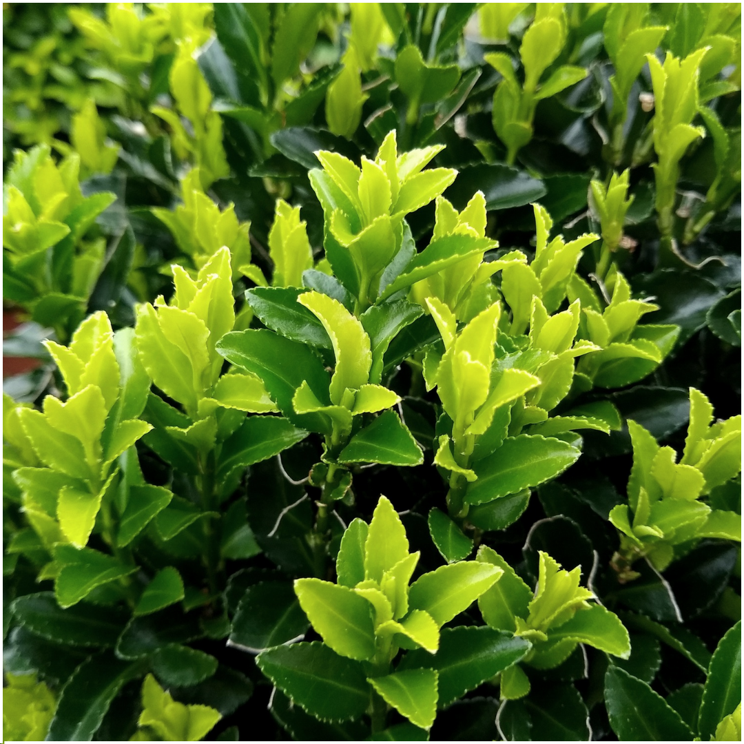 2 x 6-pack Euonymus 'Green Spire' – Ø 7 cm – ↨ 15 cm