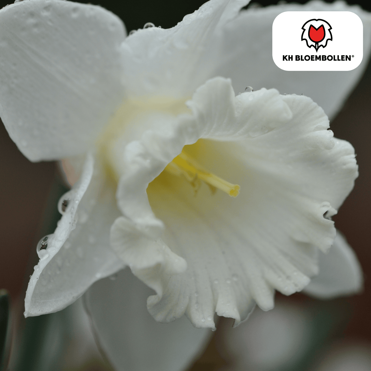 Snow Baby narcis 20 stuks