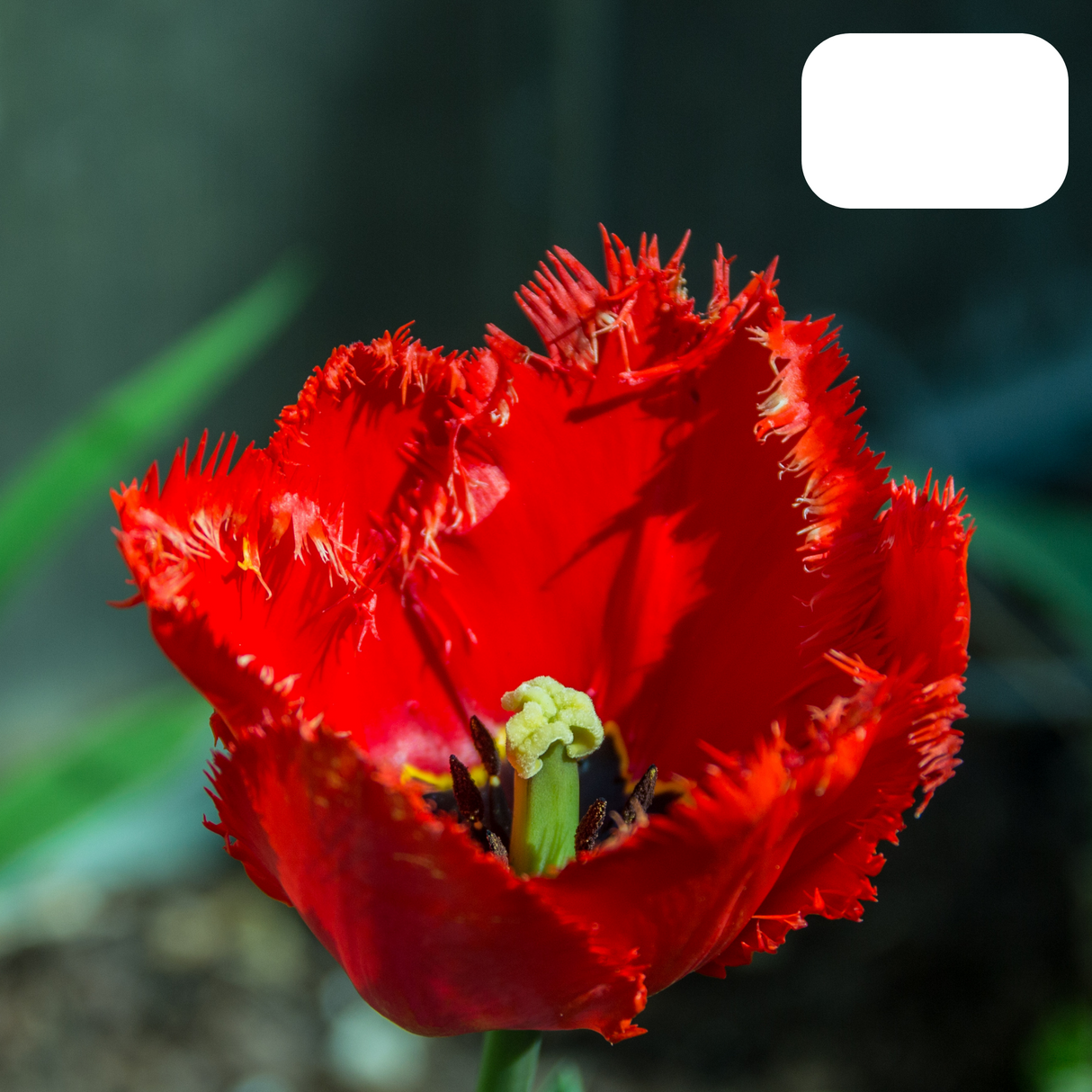 Red Tulip with Fringed Edge / Pot – Size 11/12 x20