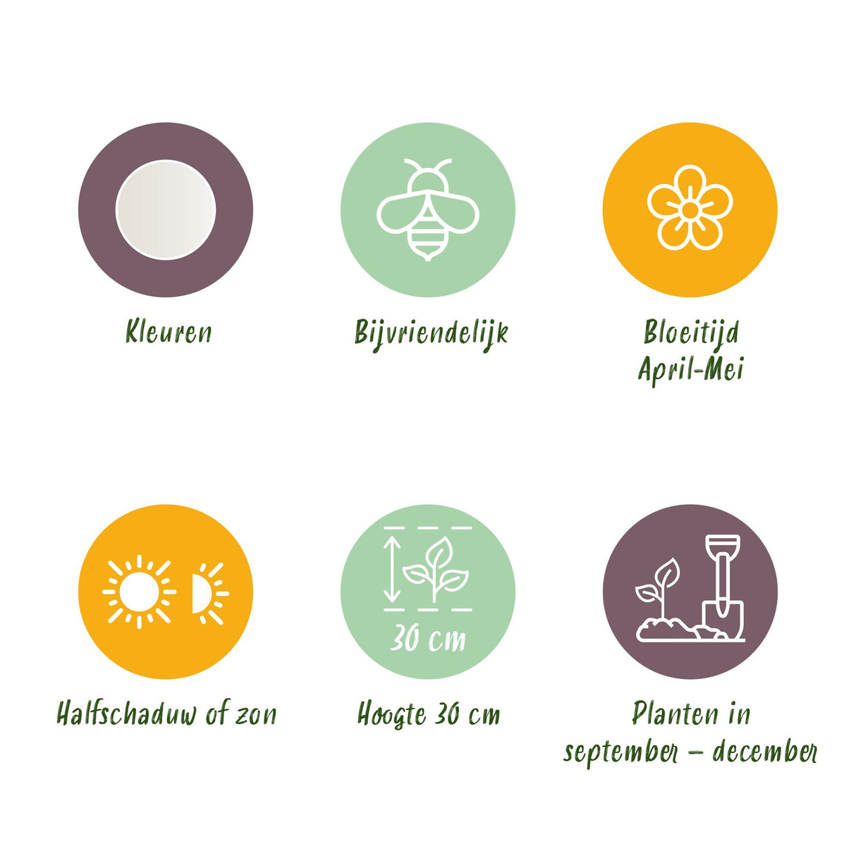 Leucojum Aestivum - Kleur Wit - 20 stuks - Bolmaat 8/9 - XXL Pack