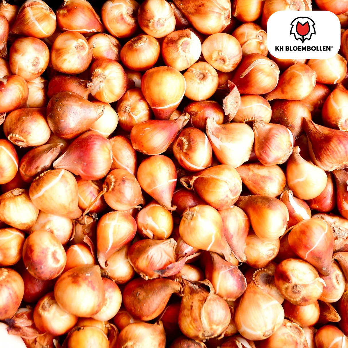 Tulip Bulbs Ile de France – 20 Pieces | Deep Red Tulip – Classic, Bold & Elegant – For Garden or Pot – Size 11/12 – Fresh from the Grower