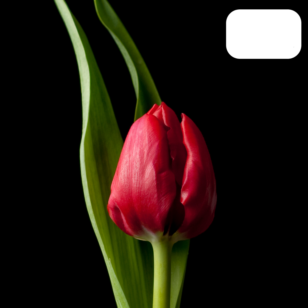 Tulip Bulbs Ile de France – 20 Pieces | Deep Red Tulip – Classic, Bold & Elegant – For Garden or Pot – Size 11/12 – Fresh from the Grower