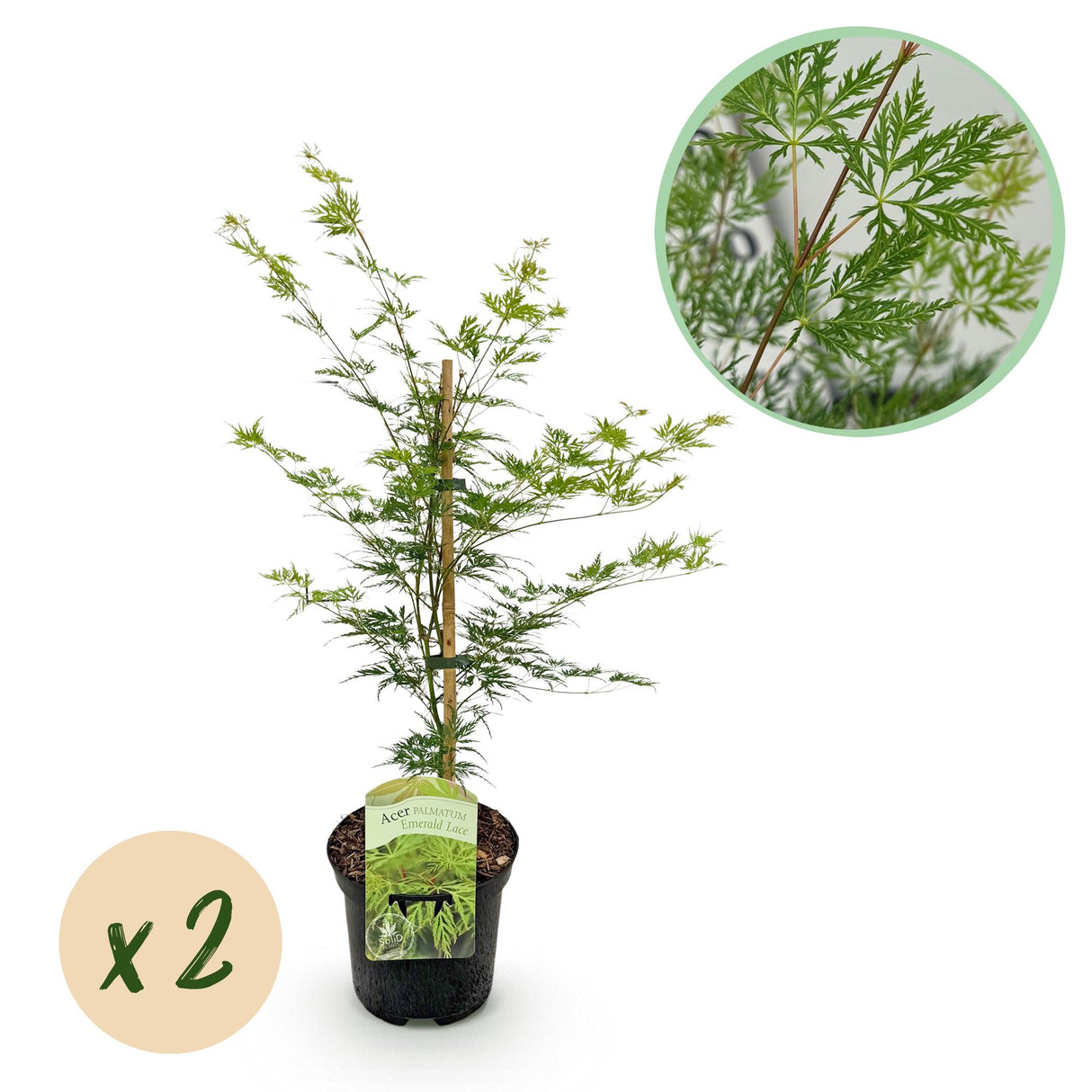 Grøn boutiQ - Terrasplant - Japanse Esdoorn - Acer palmatum Emerald Lace - Grøn - 2 Planter - Bladverliezend - Potte 19cm Højte 70cm