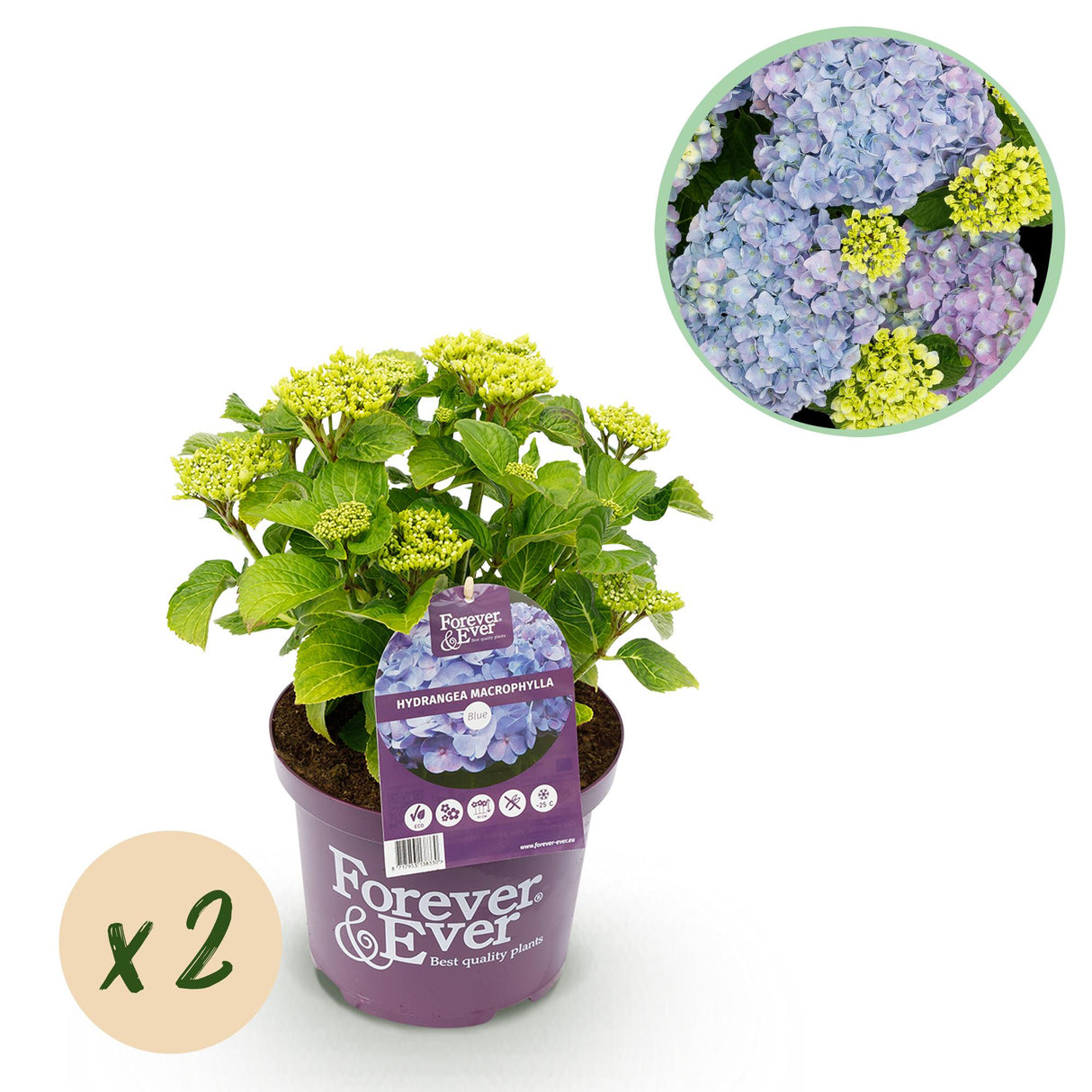 Hydrangea macrophylla Forever & Ever Blue x2