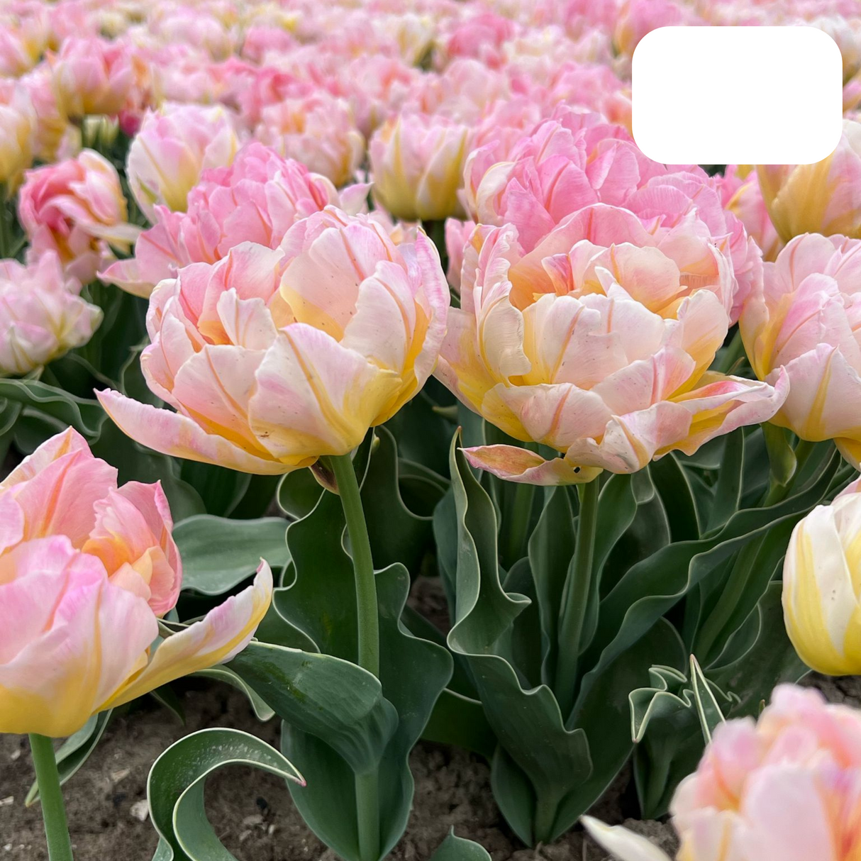 Pink Double-Flowered Tulip / Pot – Size 11/12 x 20