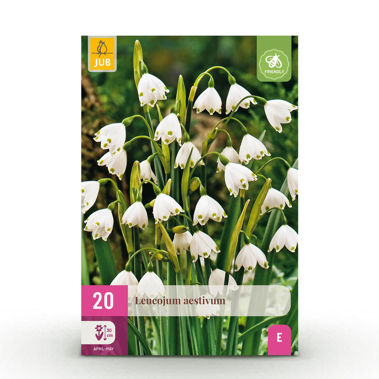 Leucojum Aestivum - Kleur Wit - 20 stuks - Bolmaat 8/9 - XXL Pack