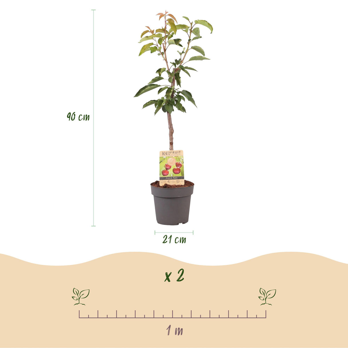 Cherry Tree - Prunus avium Regina - Red Cherry