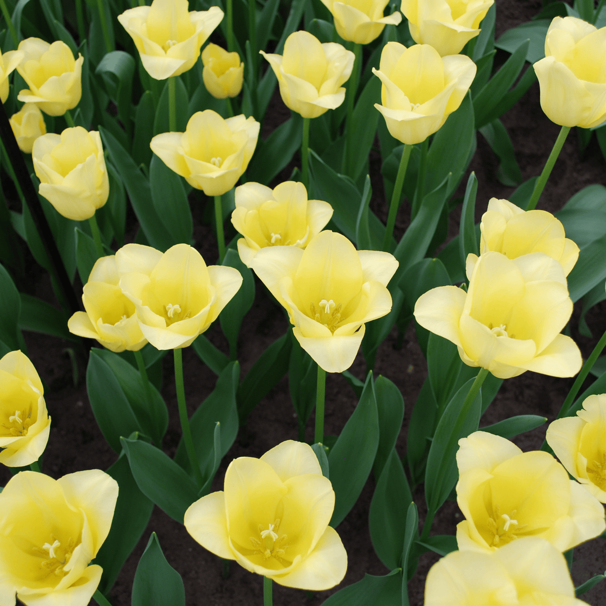 Tulip Bulbs World Friendship – 20 Pieces | KH Flower Bulbs® | Light Yellow Tulip – Soft, Friendly & Elegant – For Garden or Pot – Size 11/12 – Fresh from the Grower