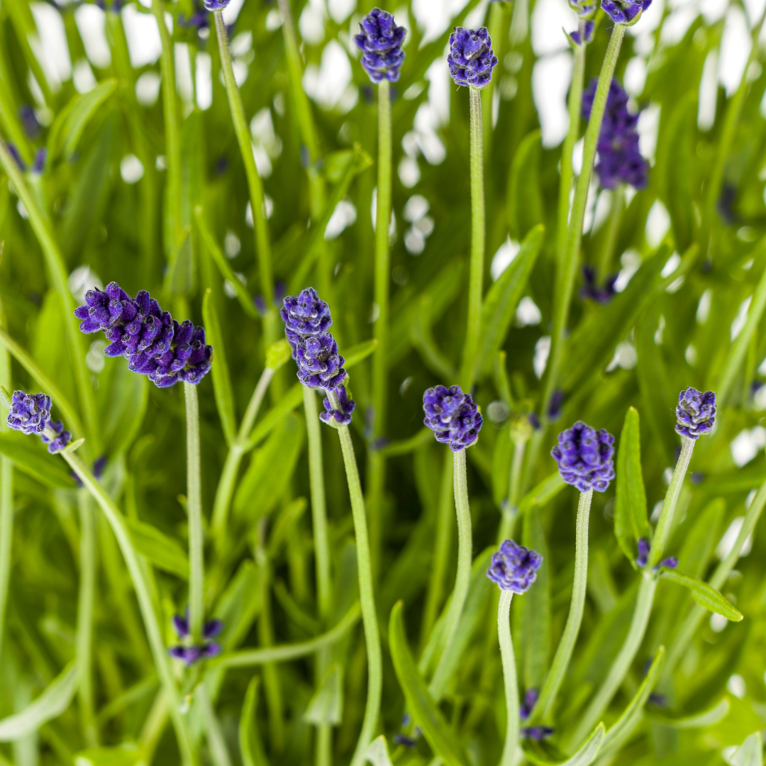 Lavandula Angustifolia