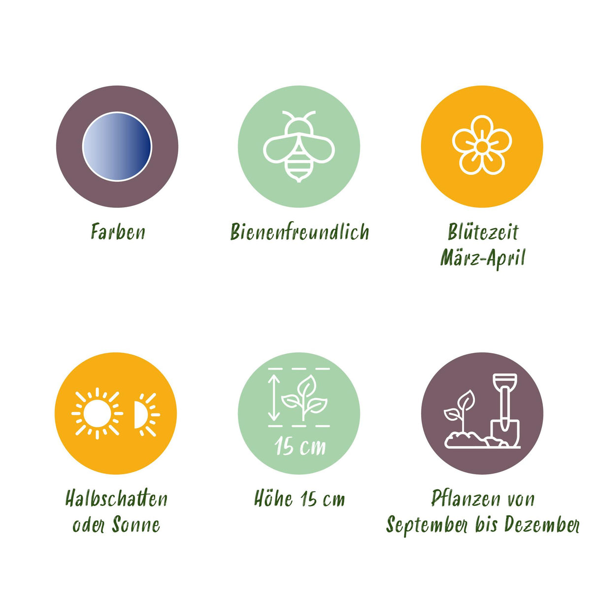 Scilla Siberica - Kleur Paars - 50 stuks - Bolmaat 7/8 - XXL Pack