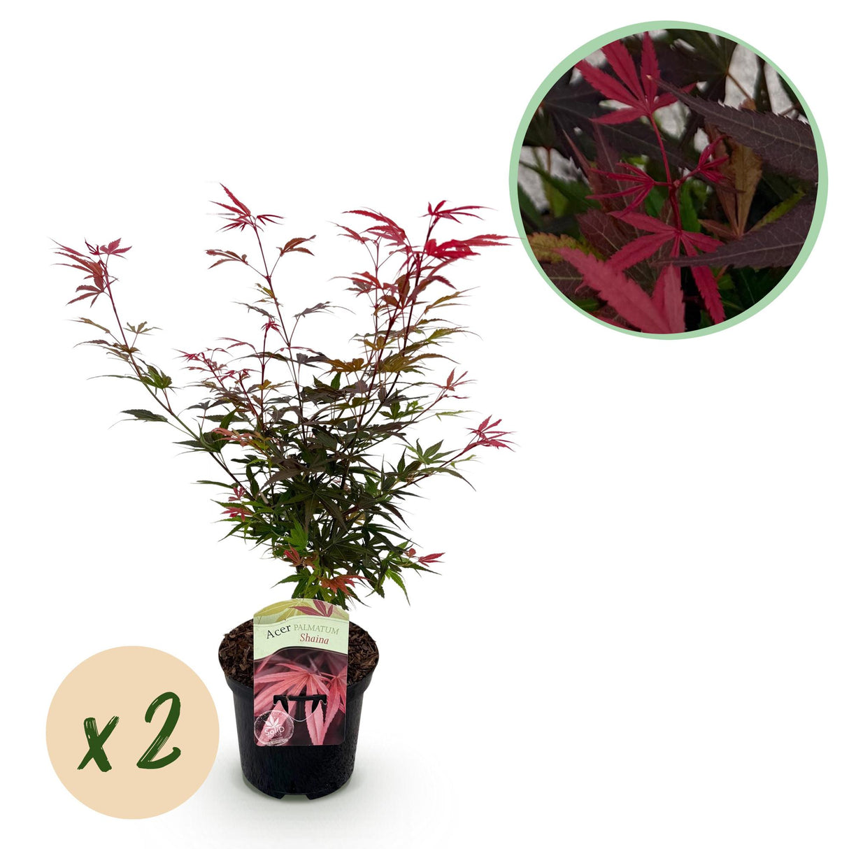 Acer palmatum Shaina x2