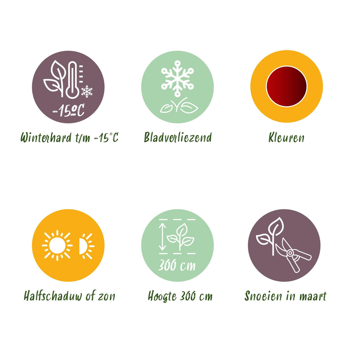 Acer palmatum Jerre Swarts x2