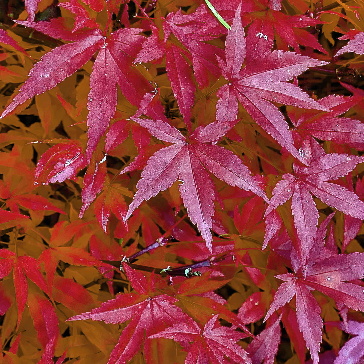 Acer palmatum Pink Dwarf x2