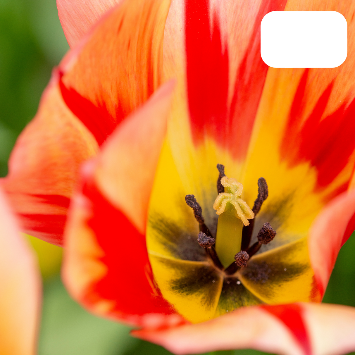 Red-Orange Tulip – Fiery / Pot – Size 11/12