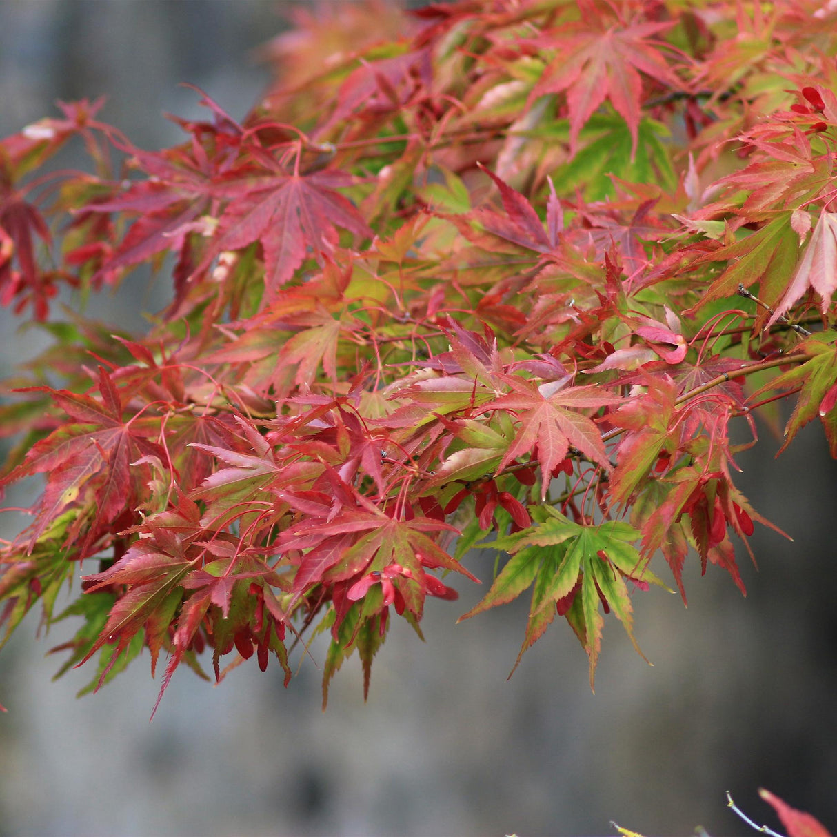 Acer palmatum Beni Maiko x2