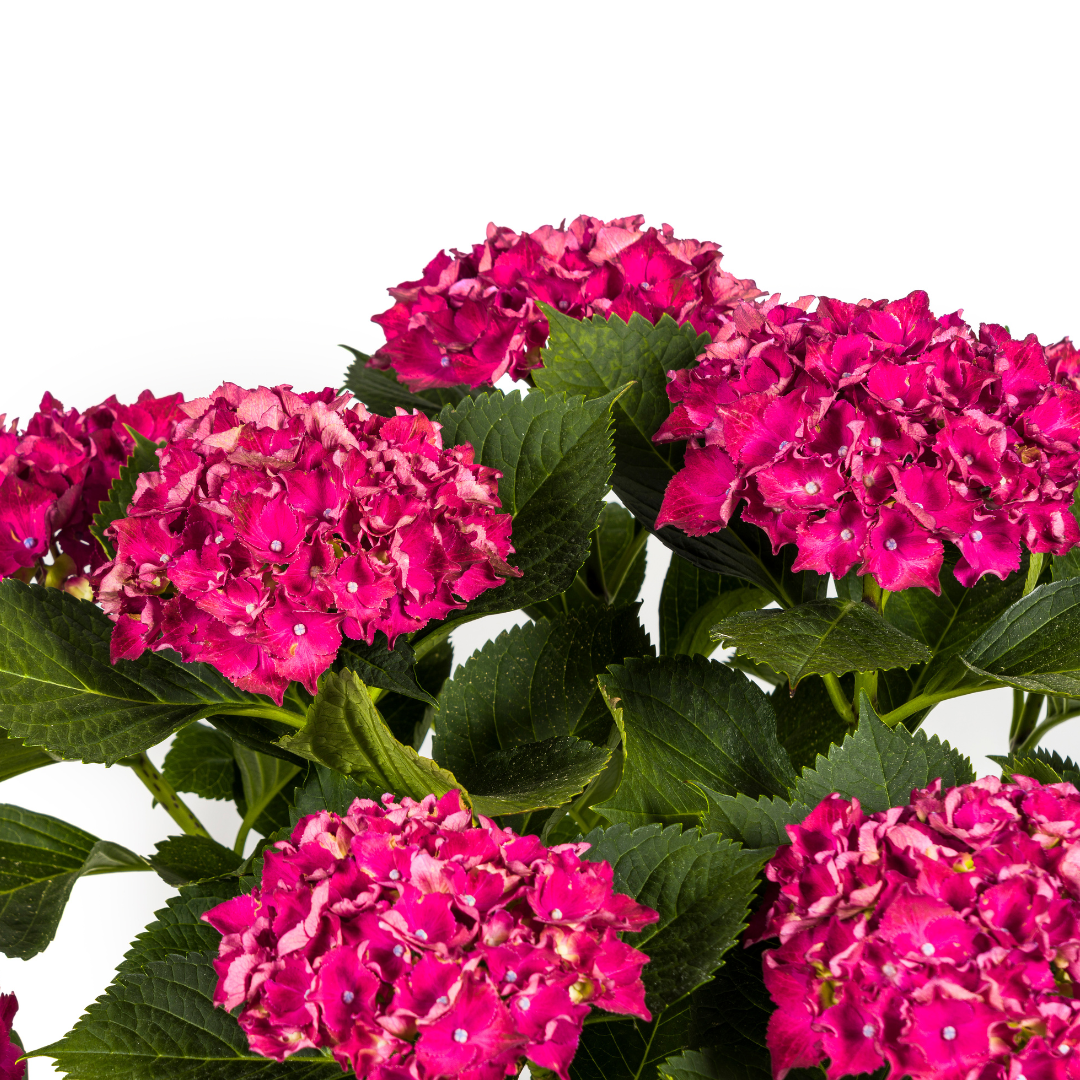 Hortensia Macrophylla Rød Ø24cm - ↕70 - 80cm