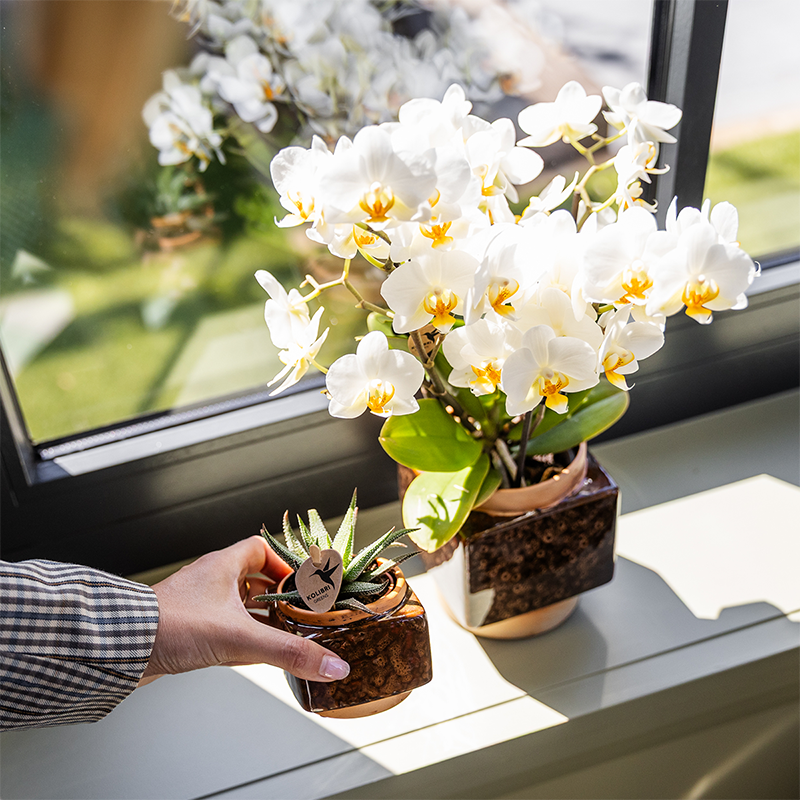 Classy Cube Decorative Pot - Ø6cm