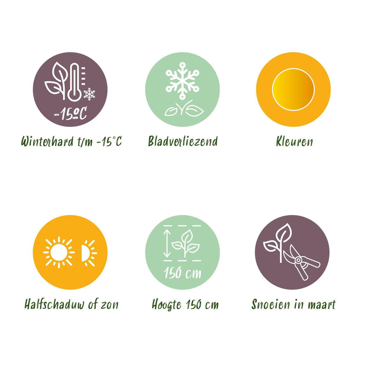 Grøn boutiQ - Terraplant - Japanse Esdoorn - Acer palmatum Jordan - Geel - 2 Planter - Bladverliezend - Potte 19cm Højte 70cm