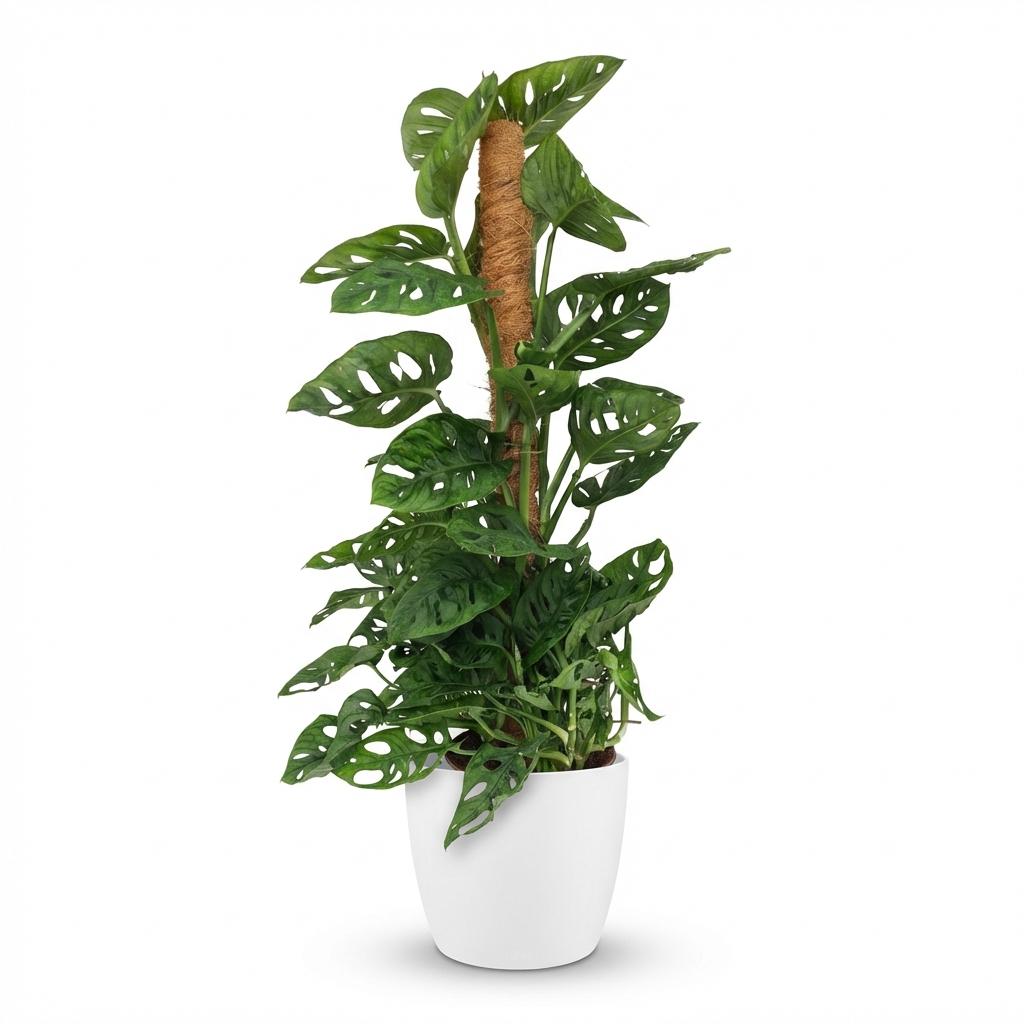 Monkey Mask - Monstera Adansonii Moss Pole - 19cm Pot - 90cm Height