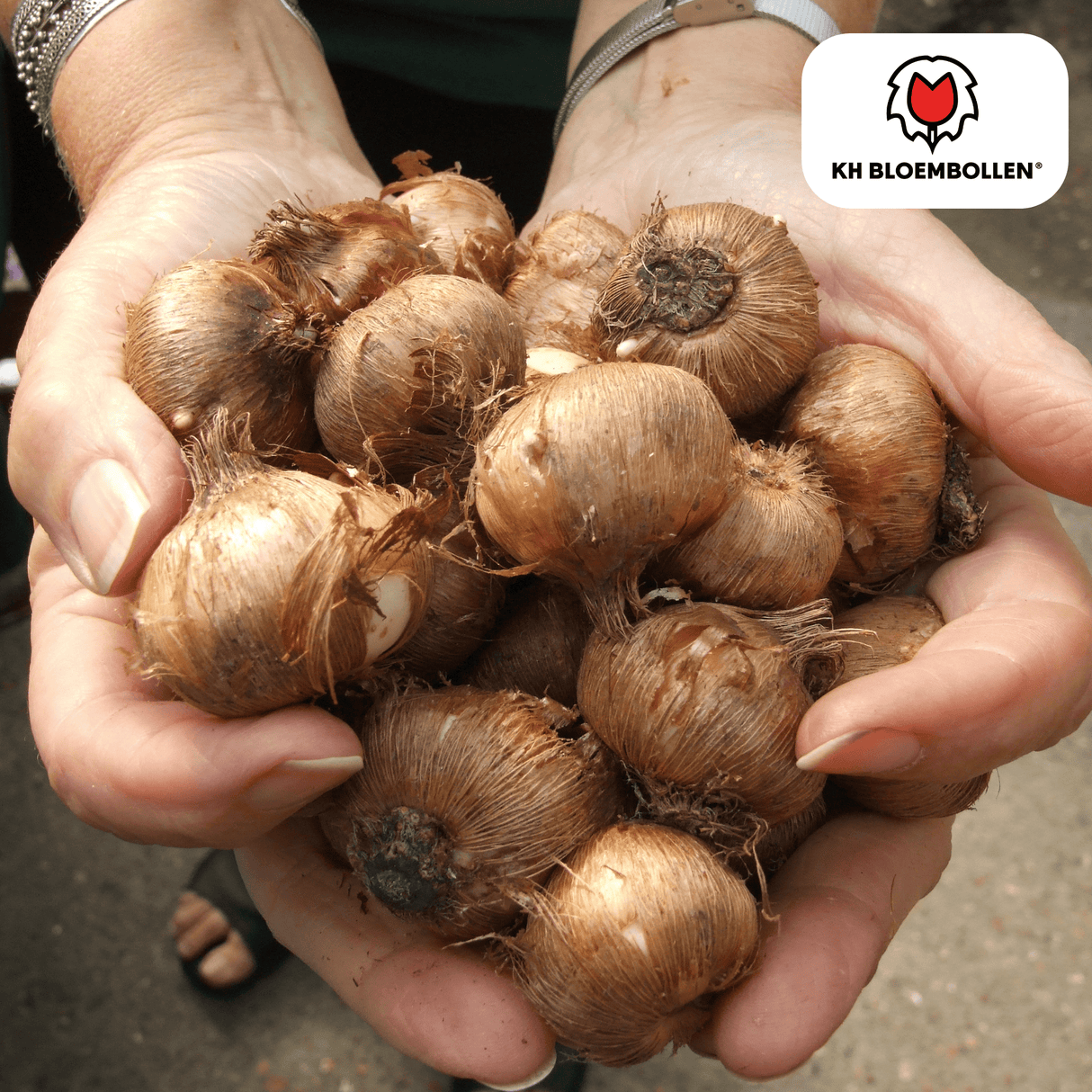 Krokusbollen paars 30 stuks