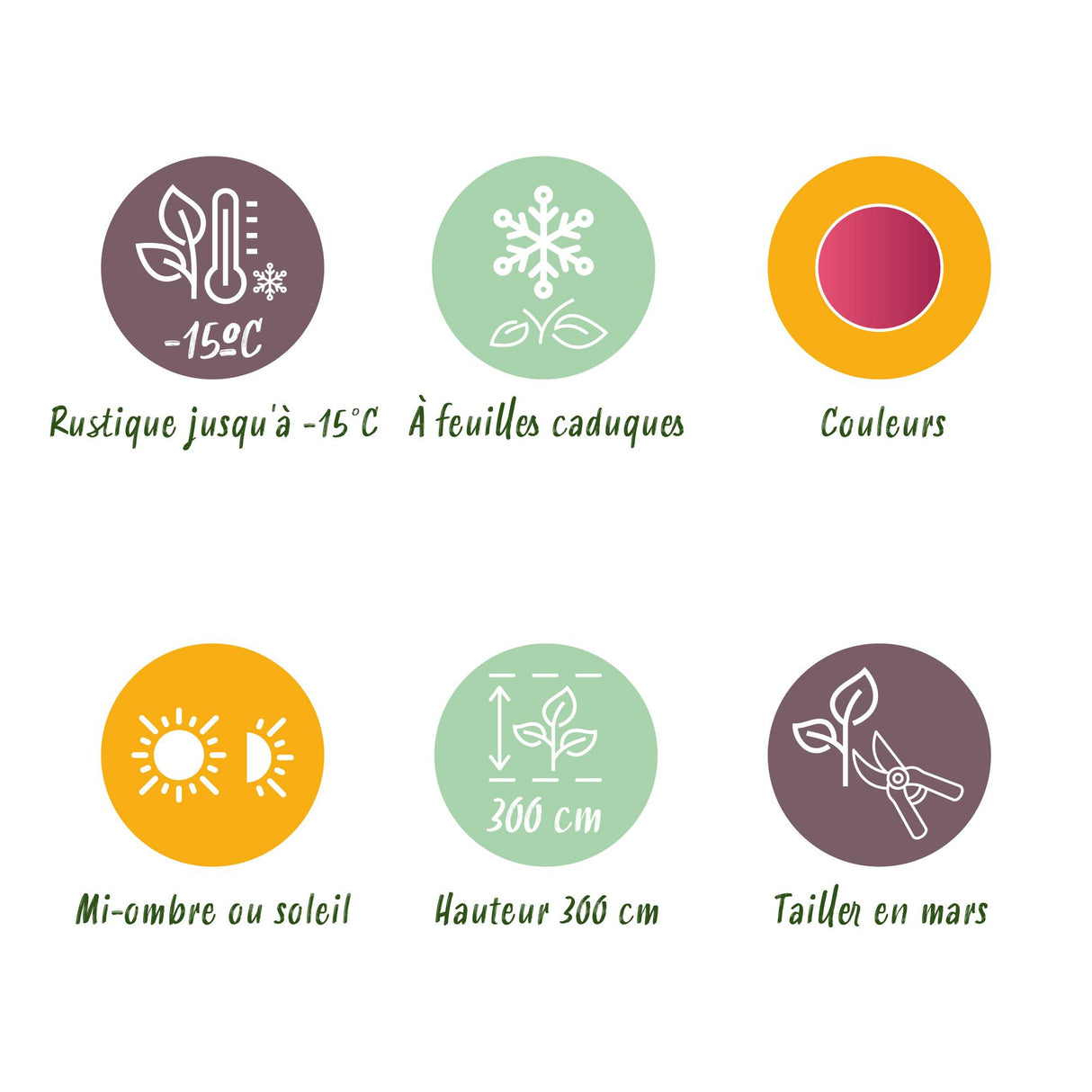 Acer palmatum Iyoshi x2