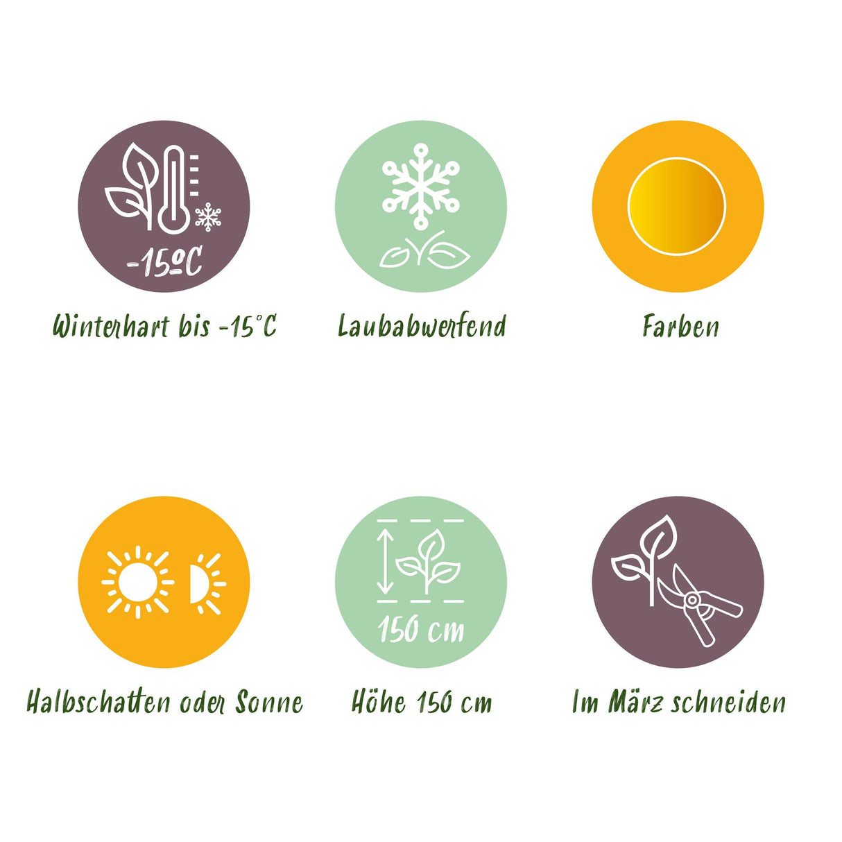 Grøn boutiQ - Terraplant - Japanse Esdoorn - Acer palmatum Jordan - Geel - 2 Planter - Bladverliezend - Potte 19cm Højte 70cm