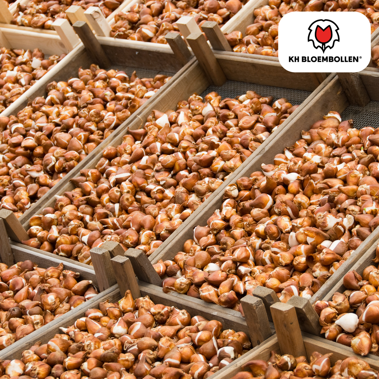 Orange Double-Flowered Tulip – Full, Warm & Eye-Catching – For Garden or Pot – Size 11/12 – Tulip Bulbs Icon – 20 Pieces