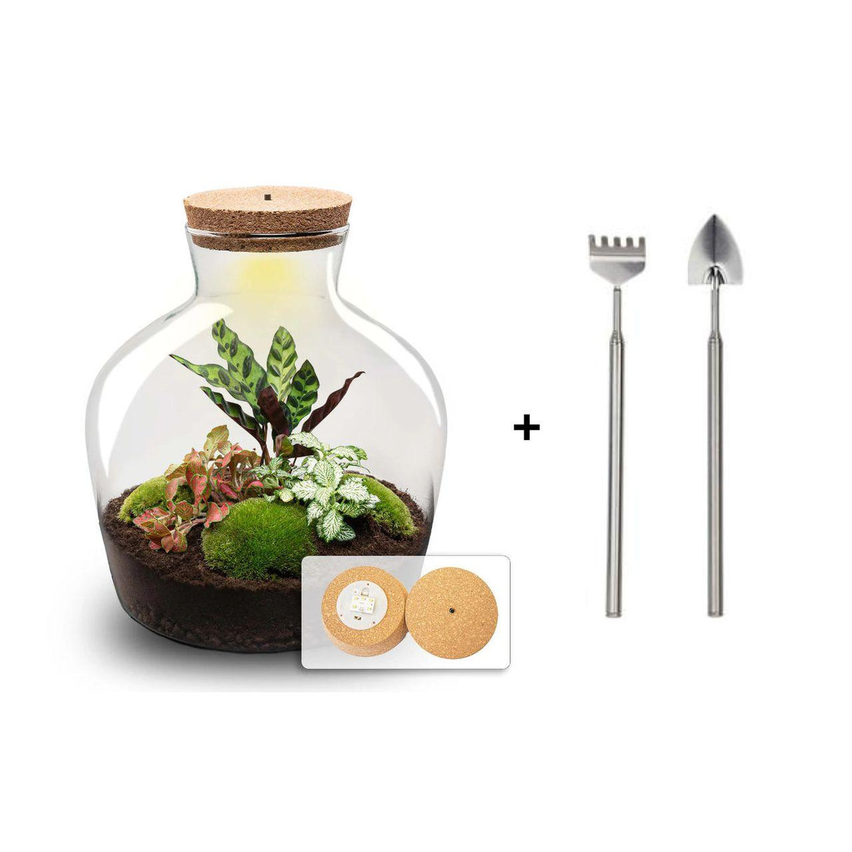 DIY terrarium - Fat Joe Rood - ↕ 30 cm + Rake & Shovel