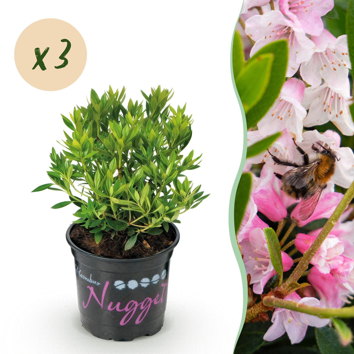 Zwerg-Rhododendron - Rhododendron Bloombux Light Pink - Blühende Buxus - Wenig Pflege - Hellrosa Blüte - 3 Pflanzen - Topf 10,5cm - Höhe 20-25cm