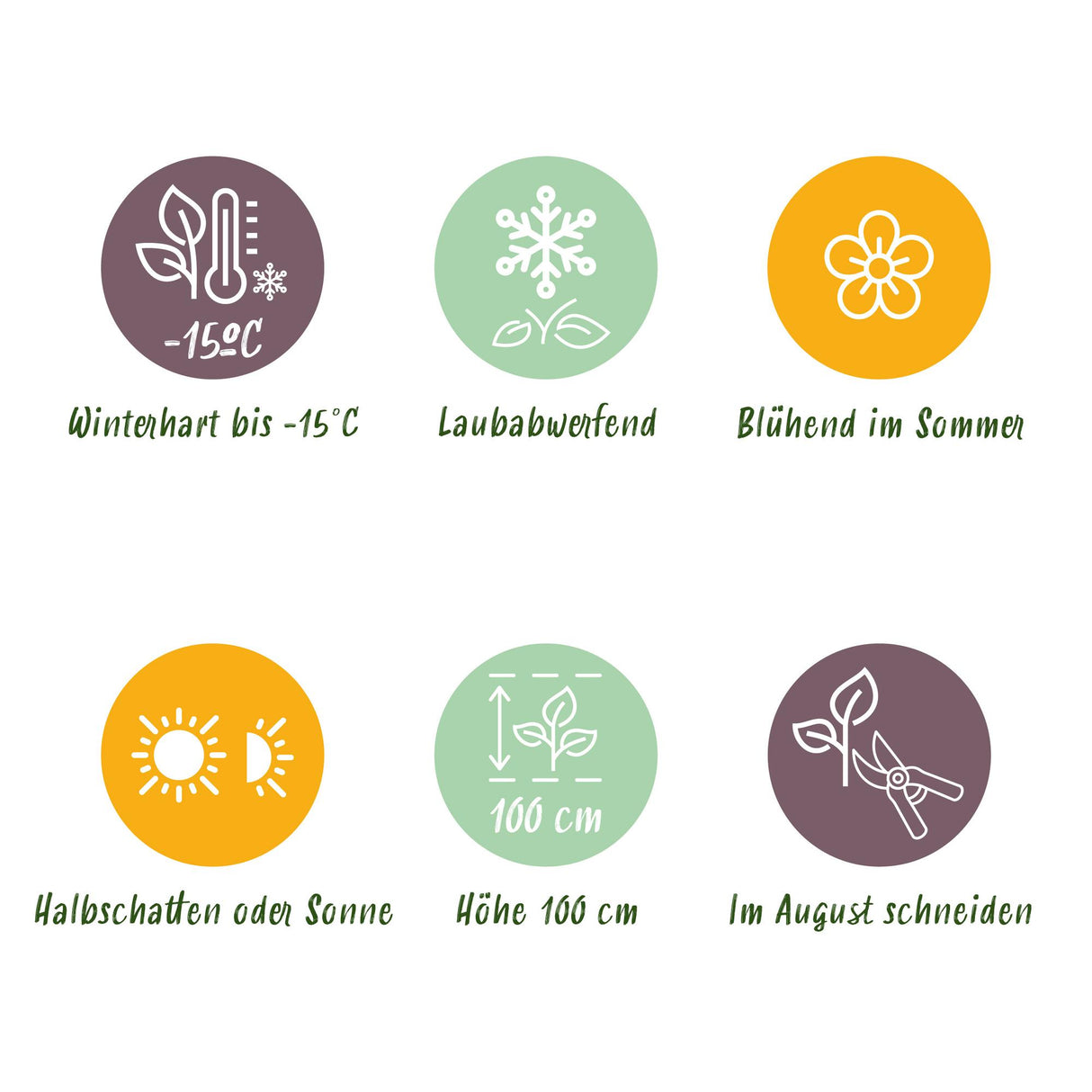 Hydrangea Magical Jewel Blue x2