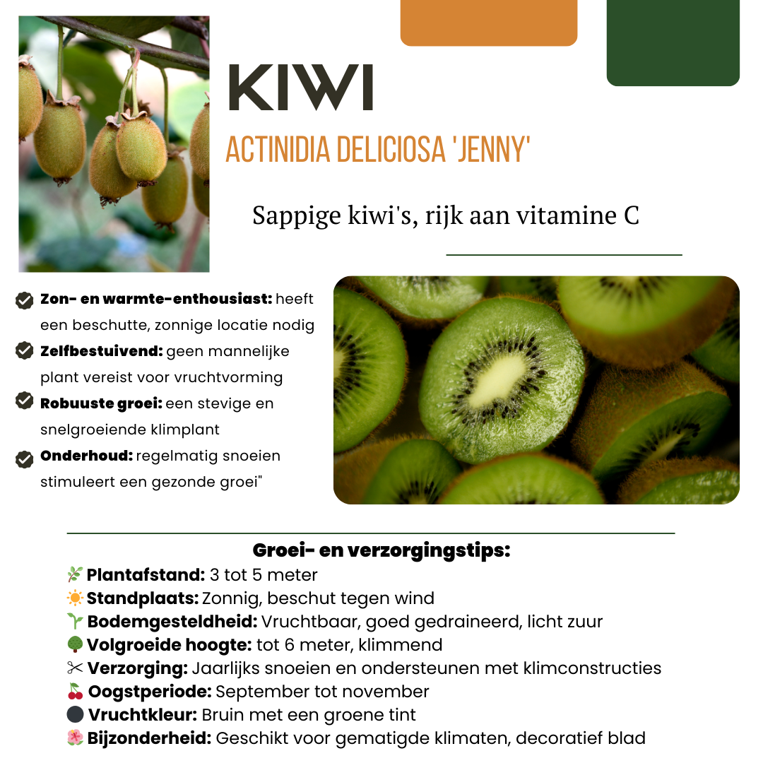 3 x Organic Kiwi Plants – Ø 13 cm – ↨ 20 cm