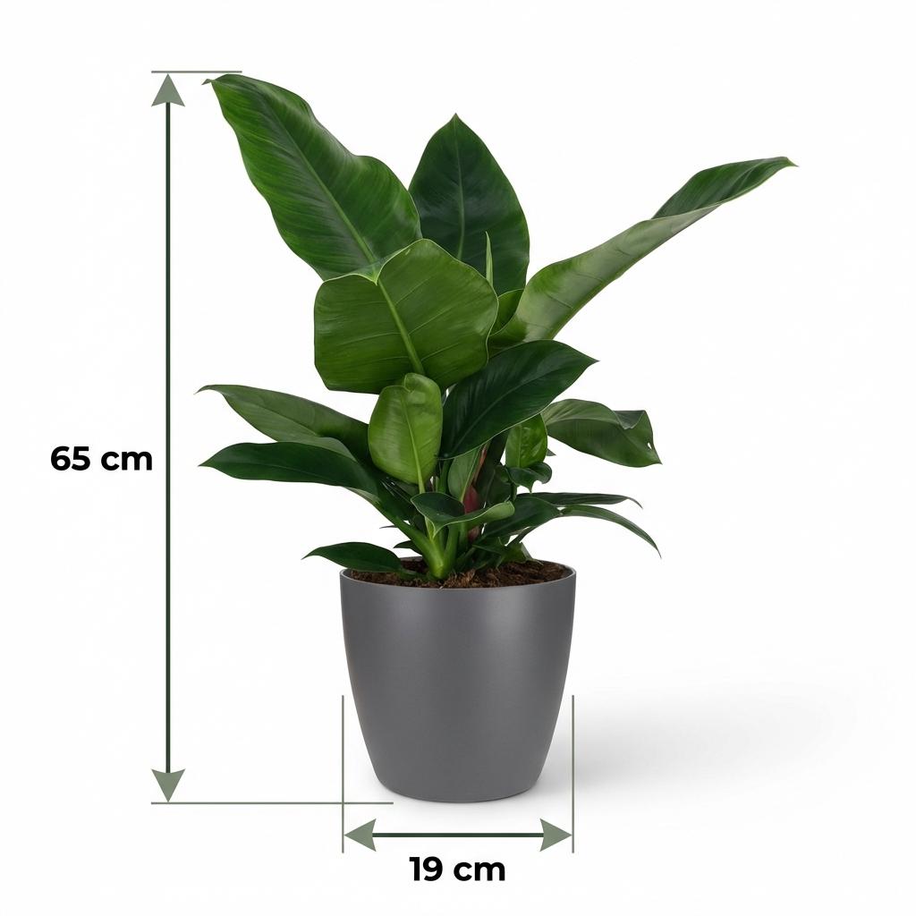 Philodendron - Philodendron Imperial Green - Topf 19cm - Höhe 65cm