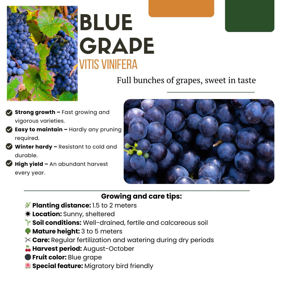 6 x Organic Grape Plants – Ø 13 cm – ↨ 20 cm