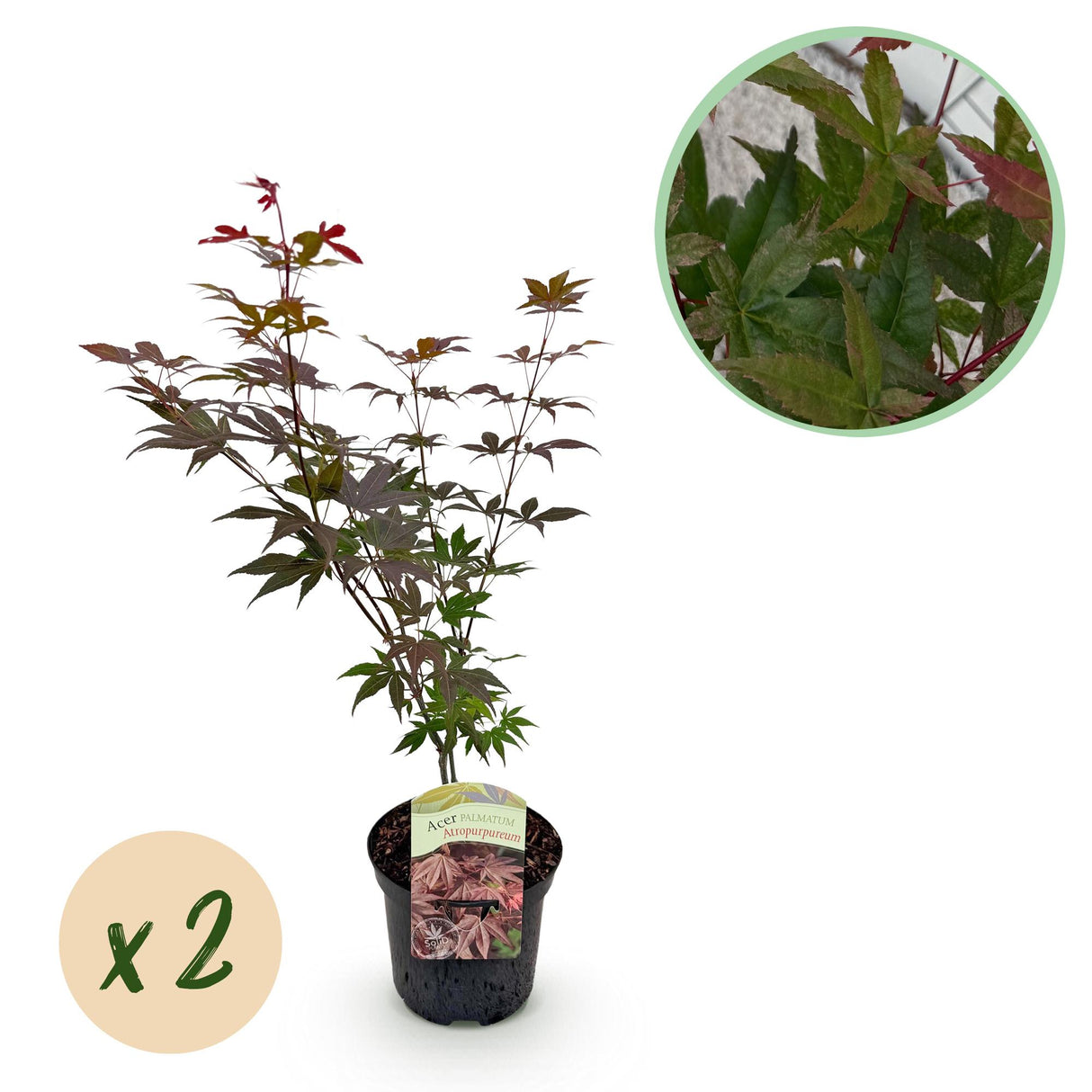 Green boutiQ - Terrasplant - Japanse Esdoorn - Acer palmatum Atropurpureum - Paars - 2 Planter - Bladverliezend - Potte 19cm Højte 70cm