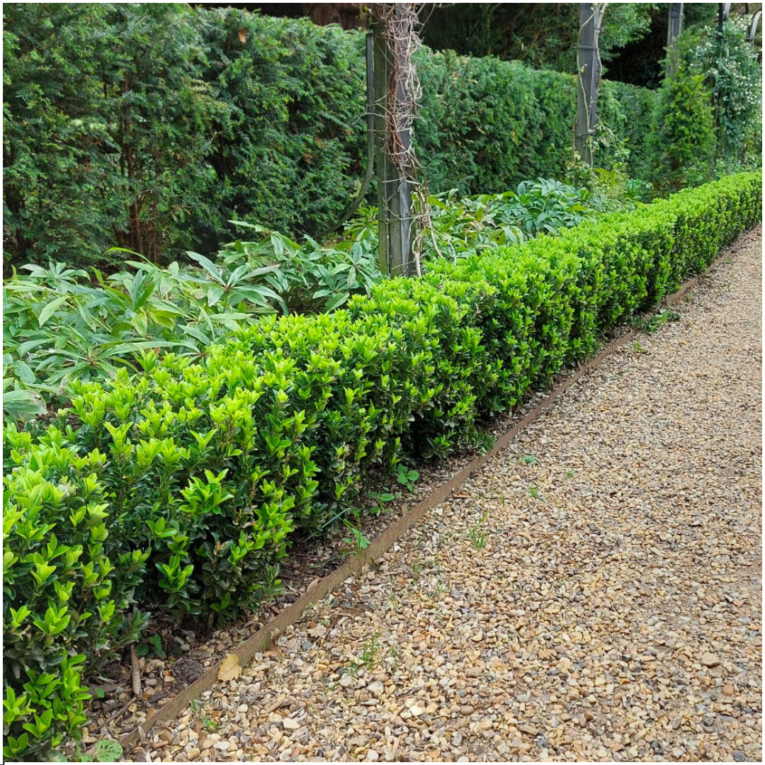 2 x 6-pack Euonymus 'Green Spire' – Ø 7 cm – ↨ 15 cm