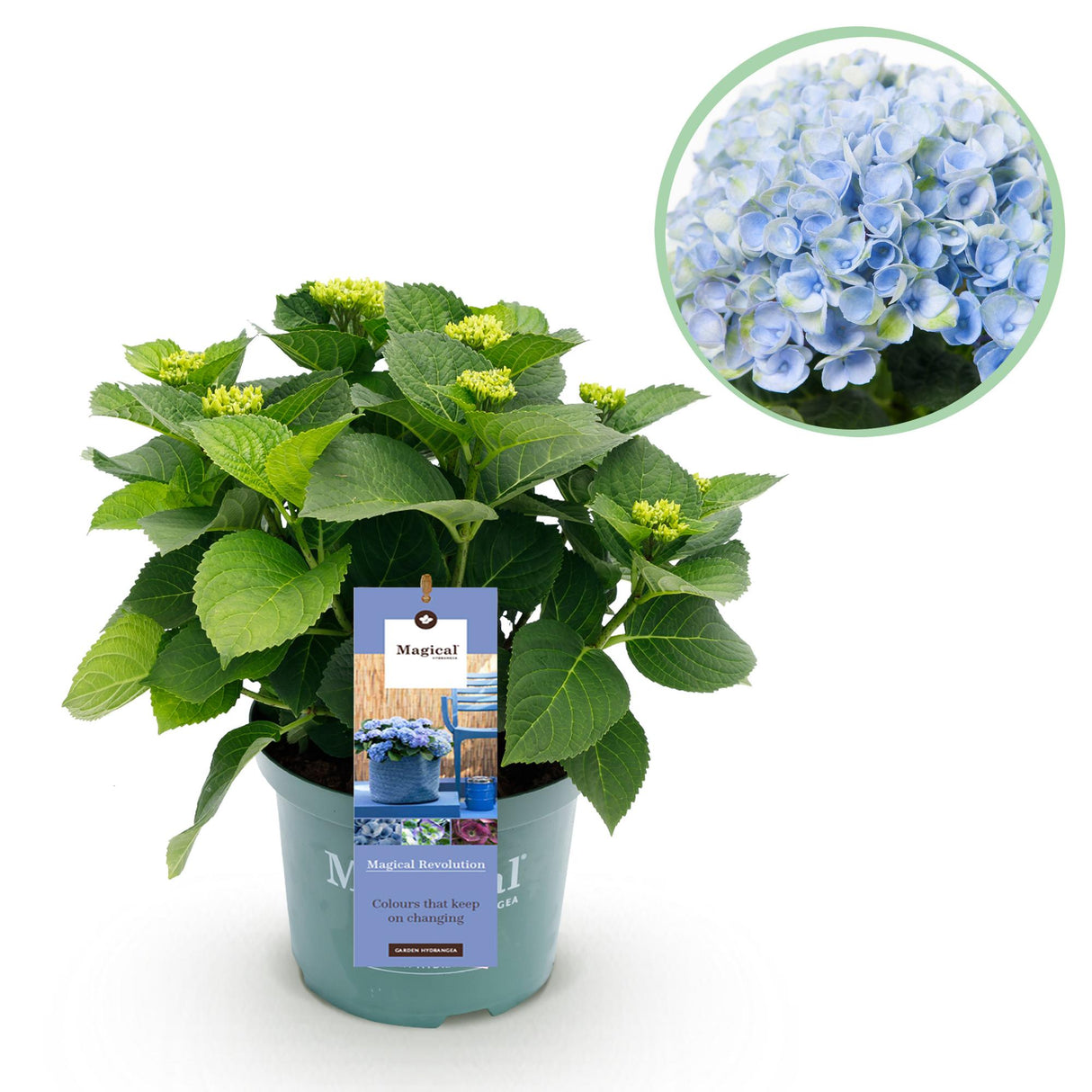 Hydrangea Magical Revolution Blue x2