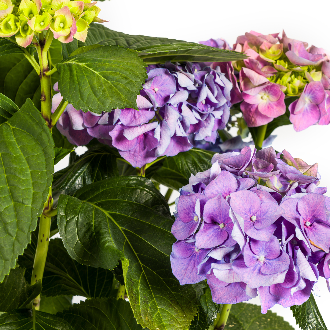 Hydrangea Macrophylla Blue