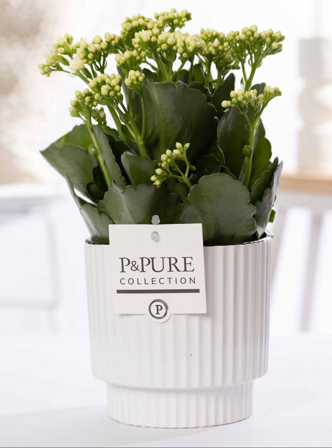 Kalanchoe White In P&PURE Ivy Ceramics - Ø12cm - ↕27cm