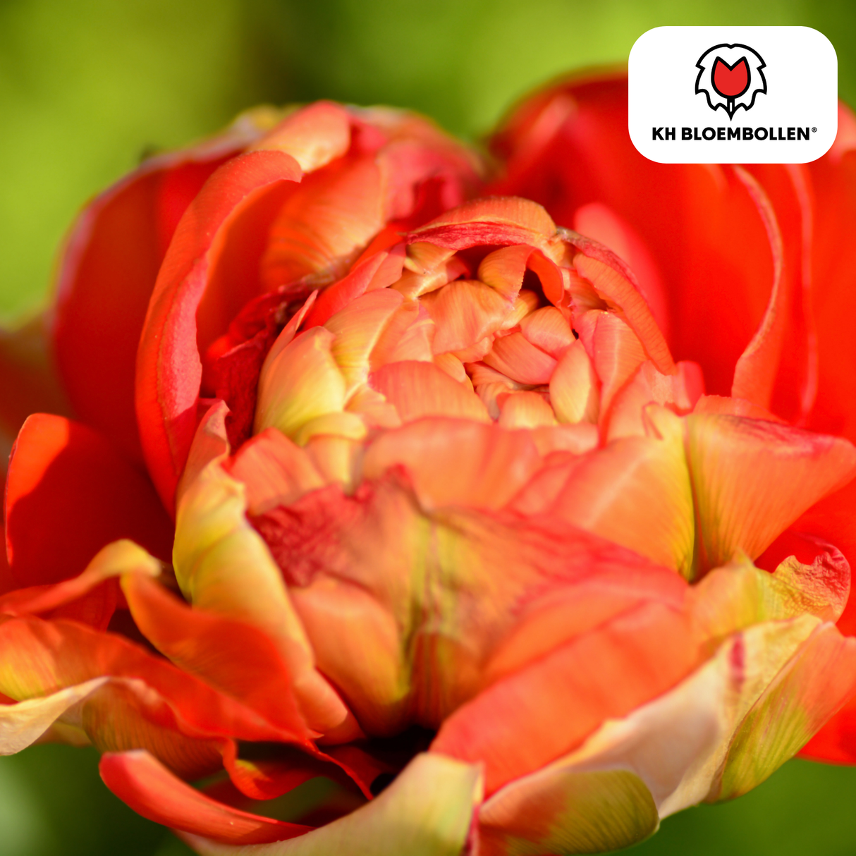 Yellow, Orange & Red Double-Flowered Tulip – Peony-like & Colorful – For Garden or Pot – Size 11/12 – 20 Pieces