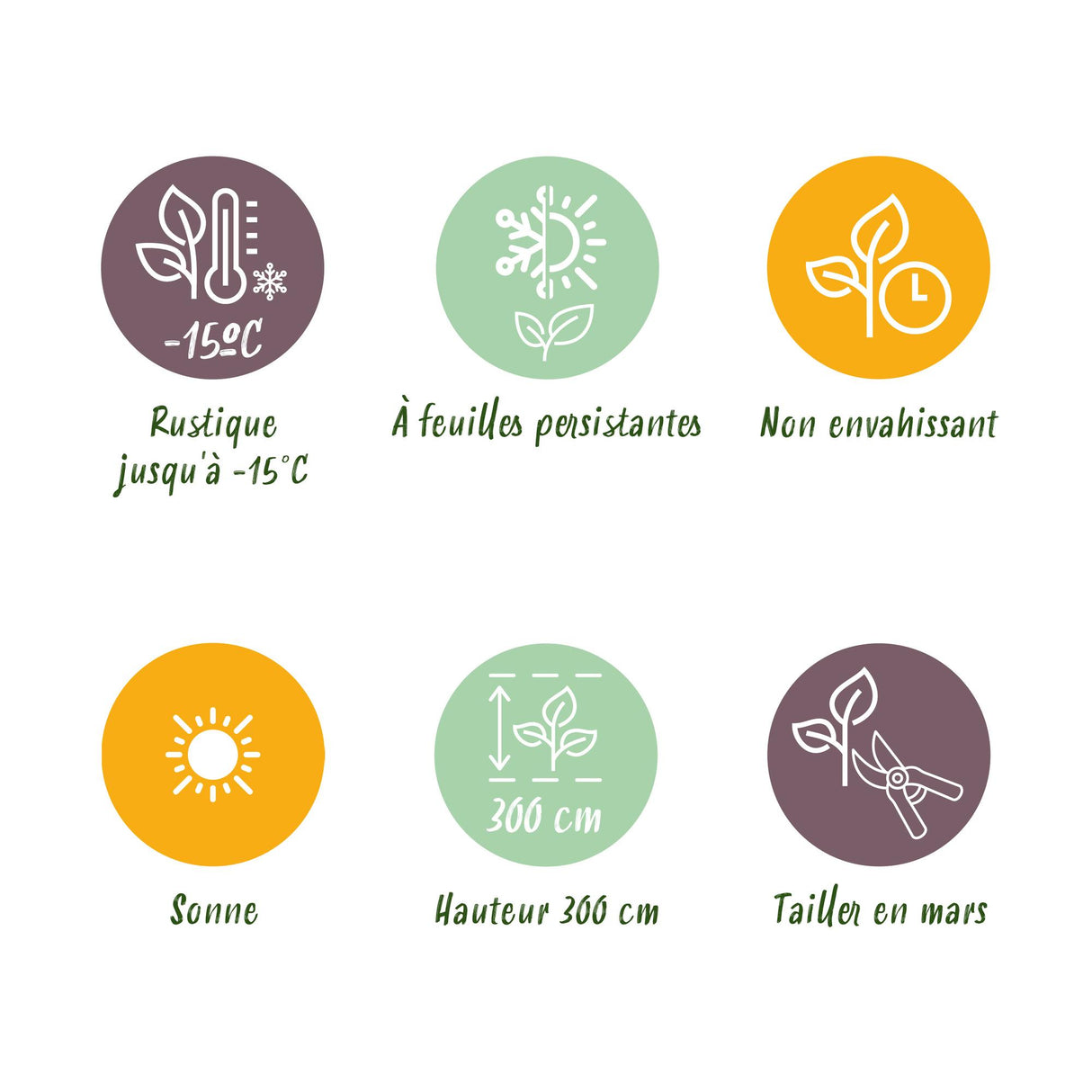 Japanese Fiber Banana - Musa Basjoo x2