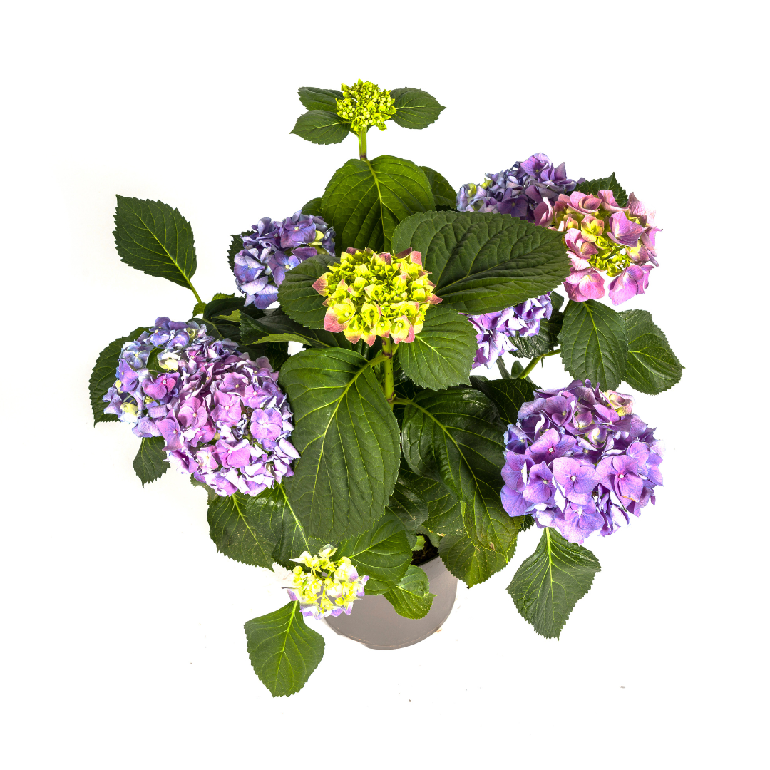 Hydrangea Macrophylla Blue