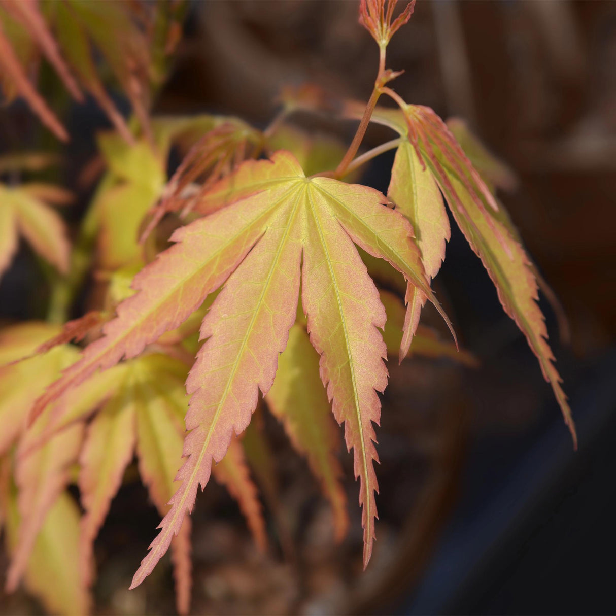 Acer palmatum Katsura x2