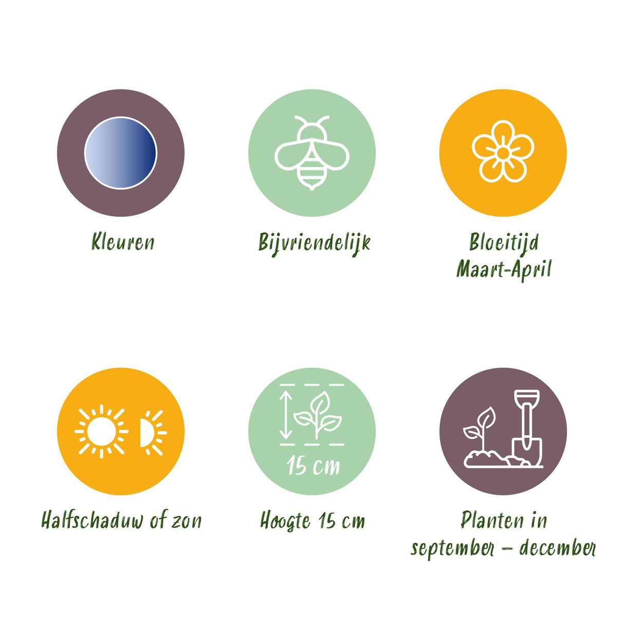 Scilla Siberica - Kleur Paars - 50 stuks - Bolmaat 7/8 - XXL Pack