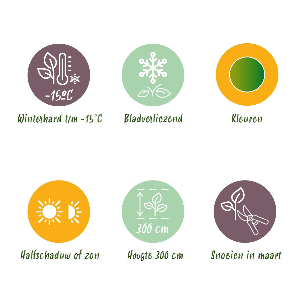 Acer palmatum Koto-no-ito x2